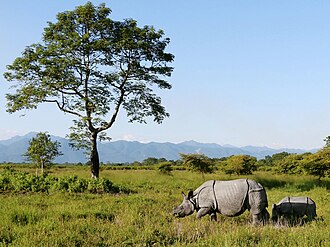 Grand Assam Wilderness & Tea Trails: Manas & Kaziranga (5 Nights / 6 Days)